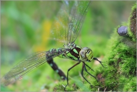 <p>ŠÍDLO MODRÉ (Aeshna cyanea) Šluknovsko - Jiříkov ---- /Southern hawker/</p>
